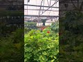 My natural habitat: any and all greenhouses 🌱❤️🌿 #plantlife #greenhousegirlie #crazyplantlady