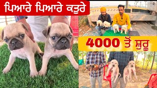 ਪਿਆਰੇ ਕਤੁਰੇ 4000 ਤੋਂ ਸੁਰੂ । Longowal Dog market | Dog #dog #pugdog #doglover ​⁠@iltilanadhuri