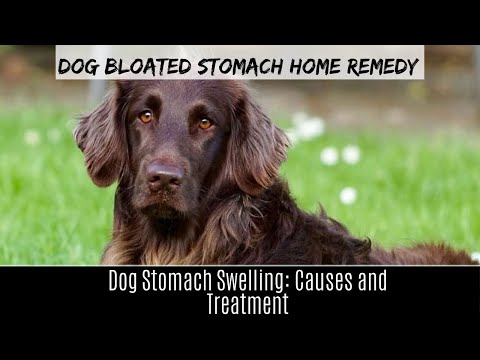 Dog bloated stomach home remedy | Dog Stomach Swelling: Causes and Treatment