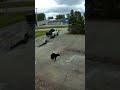 A bear was caught on security video