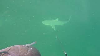 5Sep2026Sharks