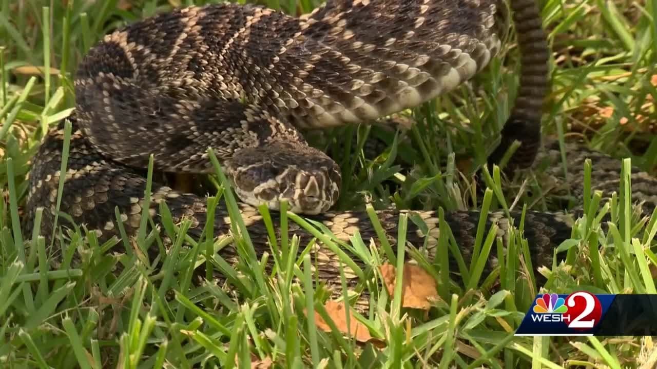 Be aware of active snake season in Central Florida