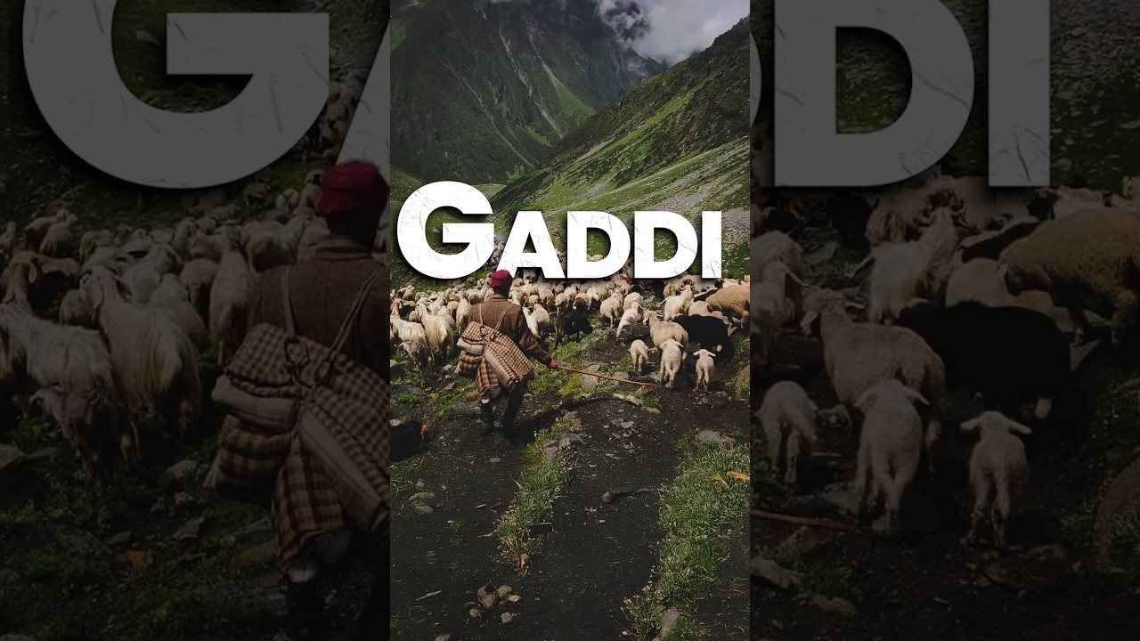 Story of the Gaddi Tribe - The Walking Legacy of the Hills