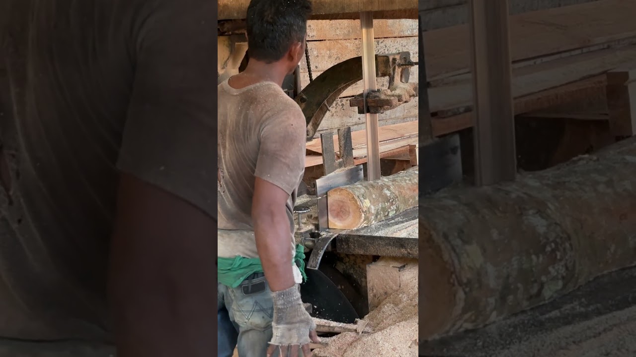 Sawing Strategies, Perfecting Your Approach in the Forest 