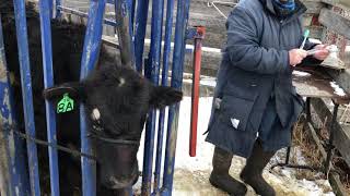 Ringworm in Cattle: Treating Heifer Calves With Toothpaste.