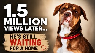 His Rescue Went Viral… But He Still Has No Family 💔