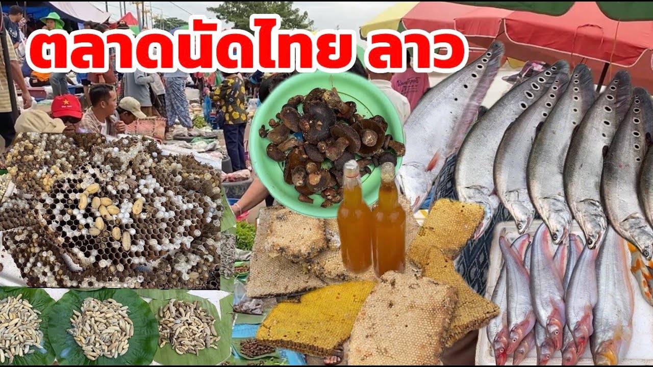 ตลาดนัดไทยลาว 27 ตค 68 อาหารตามฤดูกาล ของกินของแซบอีสานบ้านเฮา 