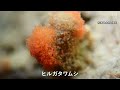 陽光と氷河のとけ水に育まれ、小さな命が躍動する「南極のオアシス」