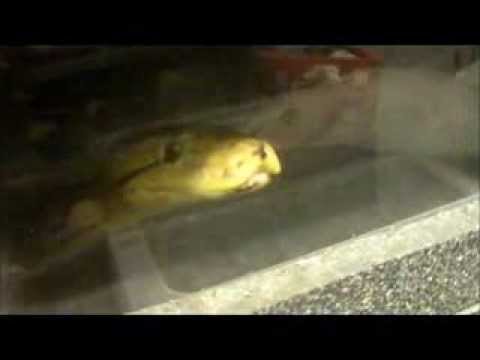 Retics after being fed