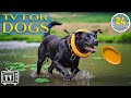 24/7 Dog TV 🎵 Soothe Dog Anxiety All Day | Anti-Anxiety Music for Dogs &amp; Fun Boredom-Busting Videos