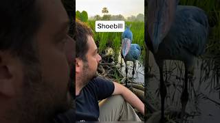 Animals That Look Fake But Are Real 🤯