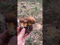 Польские грибы красавцы