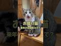 【お喋り猫】来年の目標教えて? #保護猫 #しゃべる猫 #喋る猫