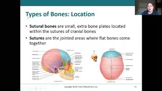 BIOH112 - Chapter 7 Part 1 - Axial Skeleton