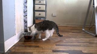 Eli The Cat And Water