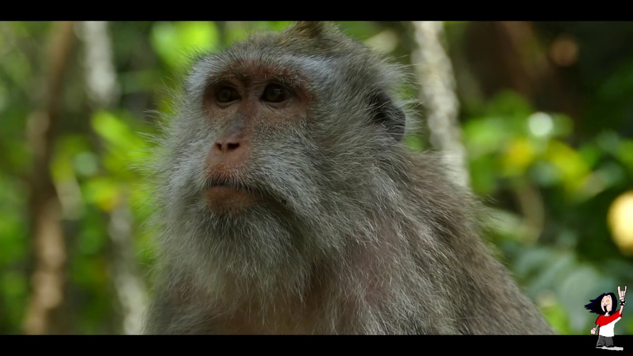 2019 - Bali Monkey Forest Ubud Tanah Lot - Panasonic Lumix FZ1000 GoPro Hero 5 Black Edition