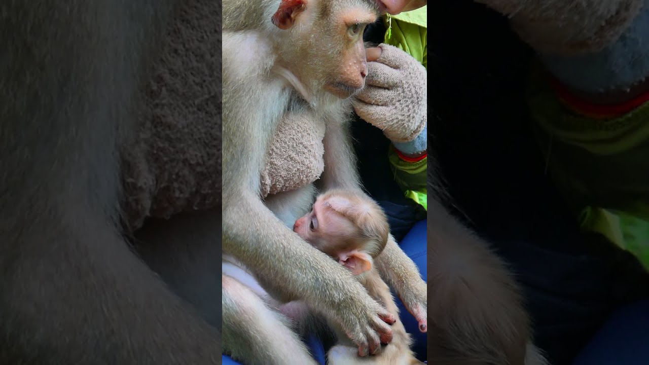 Baby Jenifer try to request milk