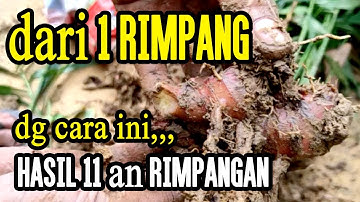 Teknik Menanam Jahe Merah - Agar Hasil Rimpang Menjadi Banyak