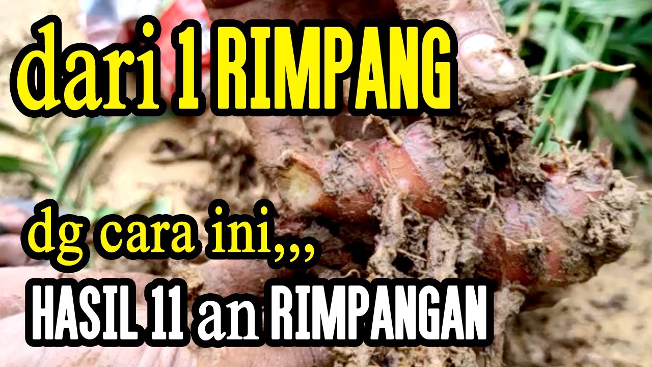 Teknik Menanam Jahe Merah - Agar Hasil Rimpang Menjadi Banyak 