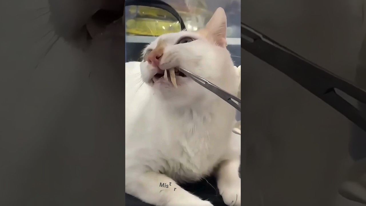 Kucing Leo Cabut Gigi Taring : Kisah yang Menggelitik! 