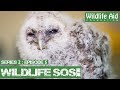 Cute baby owl rescued!: Wildlife SOS Online S2 - Episode 5