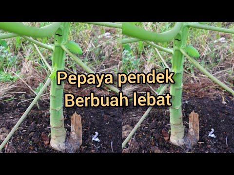 Cara Pepaya Berbuah Pendek