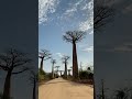 Berühmte Baobab Allee In Madagaskar Madagascar Travelshort Shorts Baobabtree