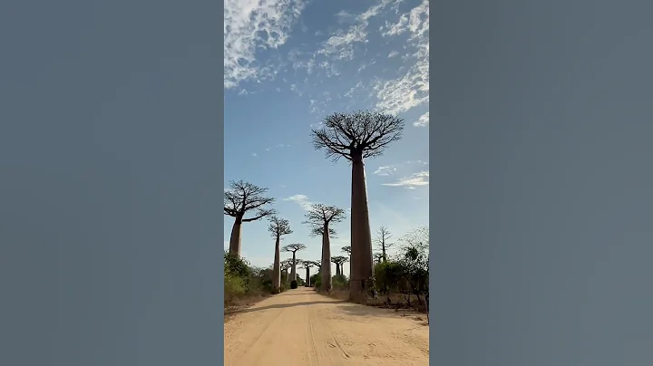 Berühmte Baobab Allee in Madagaskar🌅 #madagascar #travelshort #shorts #baobabtree
