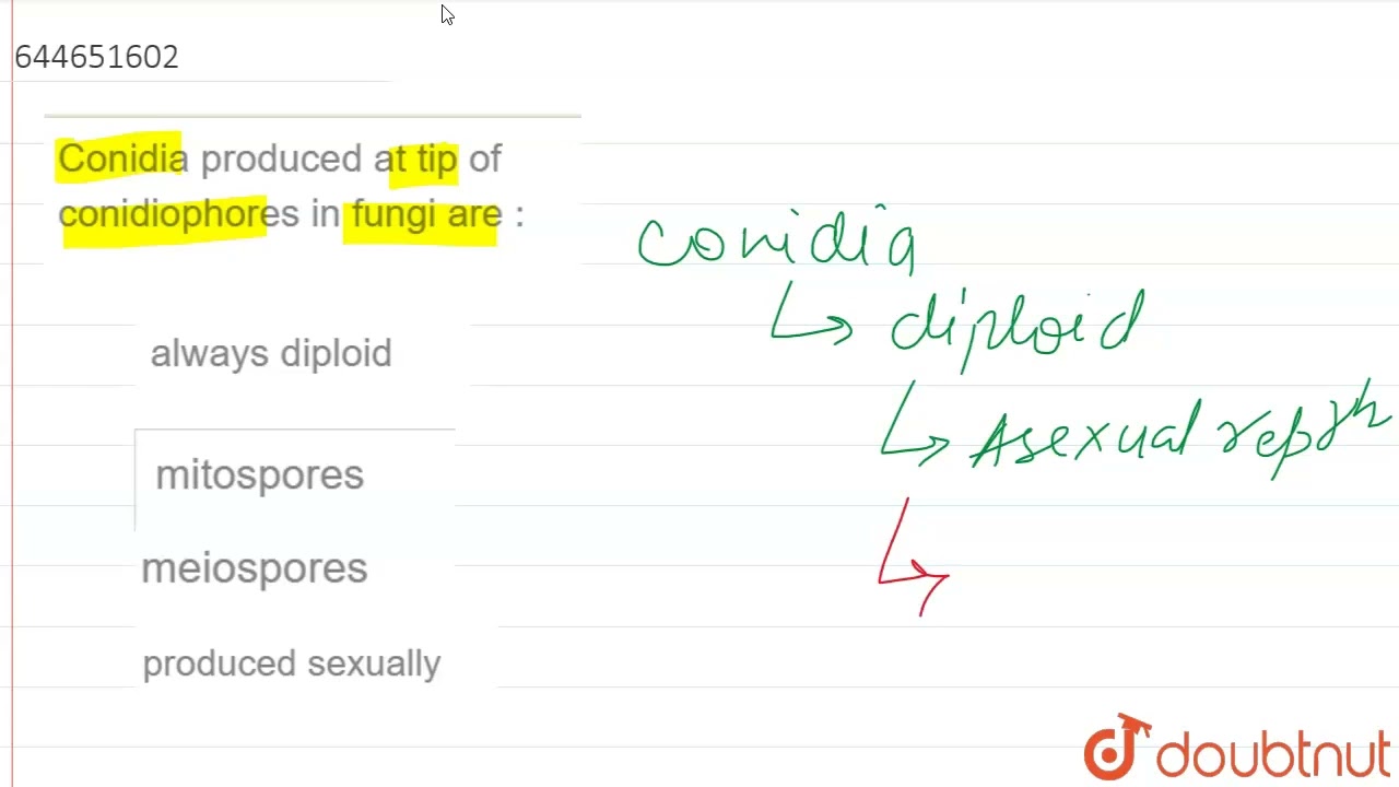 Conidia produced at tip of conidiophores in fungi are : | 12 | BIOLOGICAL CLASSIFICATION | BIOLO...