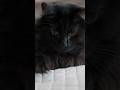 FENNY THE CAT 🐈‍⬛