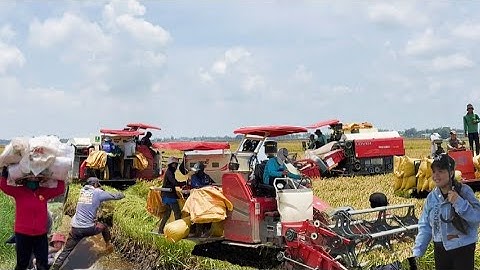 Trung Quốc đưa máy cắt 130 cắt lúa nhật quá nhanh công 700K tập 92# maibangtv 