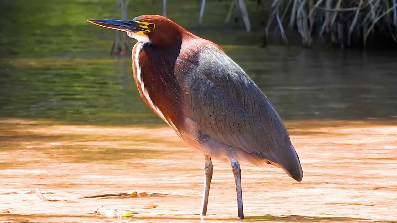 RUFESCENT TIGER-HERON (TIGRISOMA LINEATUM), SOCÓ-BOI, BIRDS FROM FLOODED REGIONS.