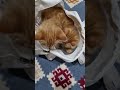 Funny   three little cats are in one bag shorts shortsfeed