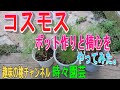 【コスモス】　ポット苗作りと　摘心を　やってみた。22/6/27