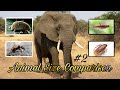 Animal Size Comparison #2 #Animal #Animalcomparison #Sizecomparison #smallestanimals #8967z