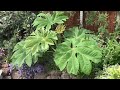 Our Small Tropical Garden in late spring / early summer