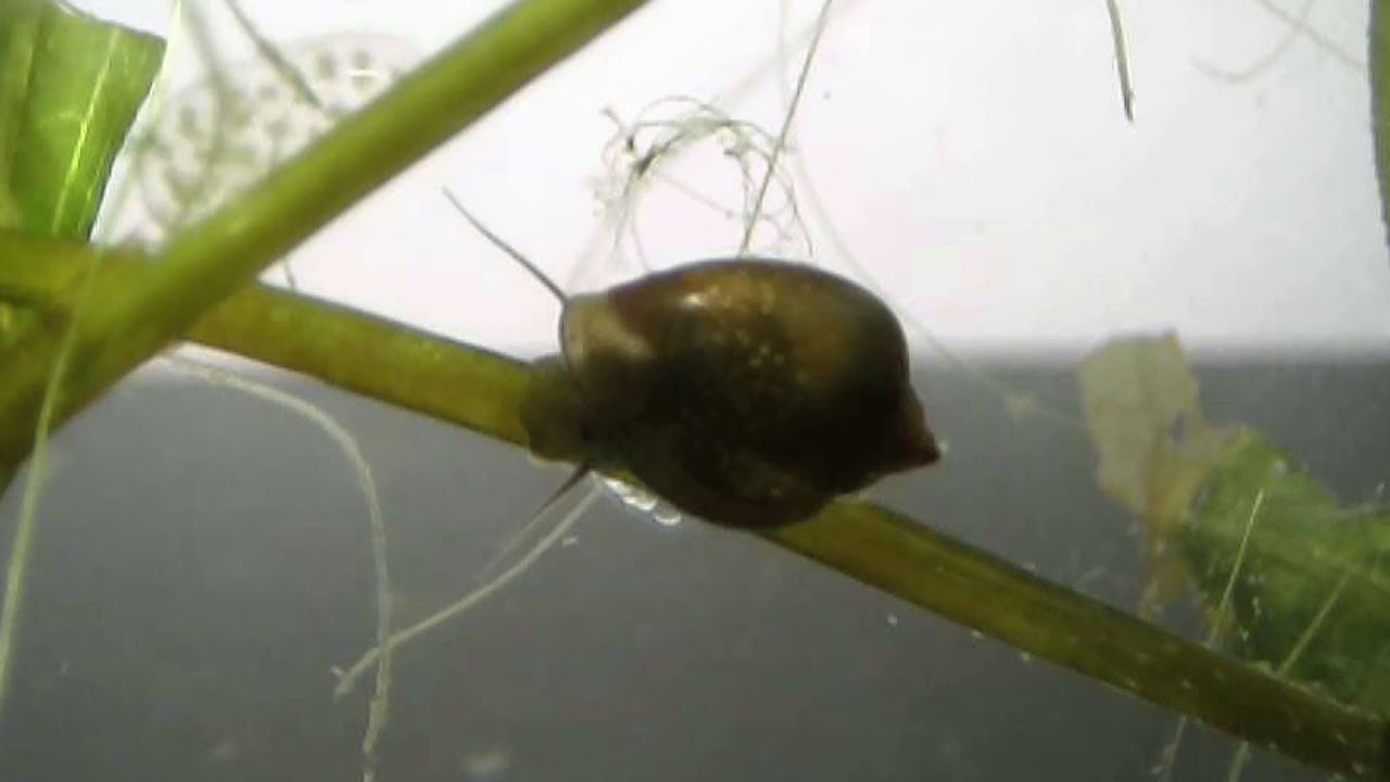 Water Snail Eggs Central Park NY - YouTube