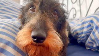 Dachshund Teddy wants to stay in bed all day 😀 #TeddyTheDachshund