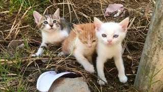 Homeless kittens Are Screaming For Their Mother Cat!