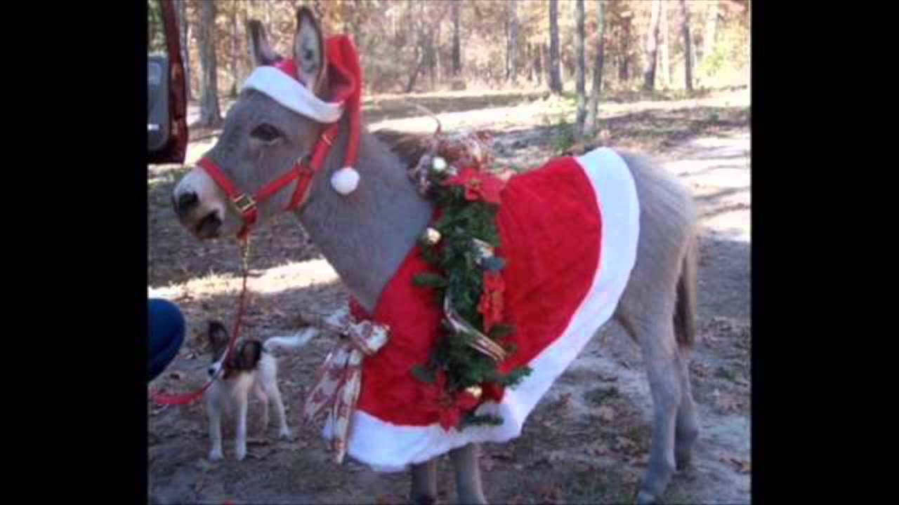 Dominic The Italian Christmas Donkey YouTube