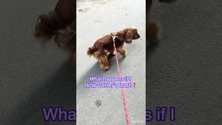 Drop the leash challenge with Oakley #shorts #dog