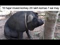 10 hajar invest koro or 20 lakh komao sal ka || pig palon
