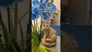 Download Lagu Telling Sakura not to ruin the furniture 😁 #catsofyoutube #cat #shorts MP3 Download Lagu Telling Sakura not to ruin the furniture 😁 #catsofyoutube #cat #shorts MP3