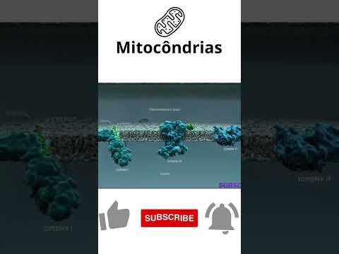 Como as Mitocôndrias produzem energia