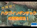 【世界初！】「ハタゴイソギンチャク」の繁殖に成功！