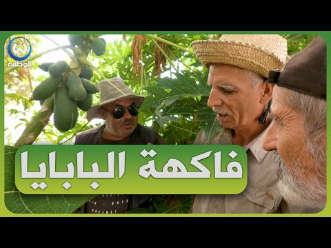 أسرار ونصائح مهمة في غرس فاكهة البابايا في الجزائر