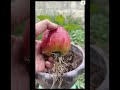 How to grow apple | Egg yields lot of fruits | How to grow apple plant at home #appletree #applefarm