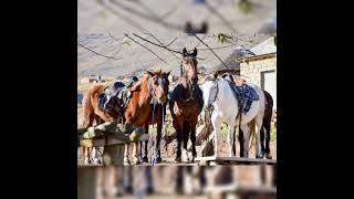 Thutsoana Ea Echa Naha No7 Letsema Le Tlhase track 08