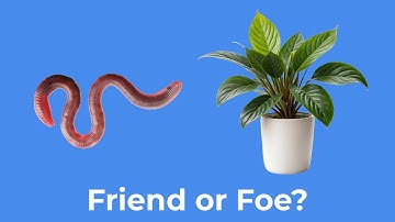 지렁이는 실내 식물에 좋은가요?