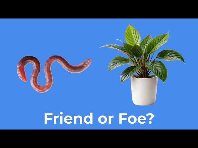 Are Worms Good For Houseplants? - YouTube